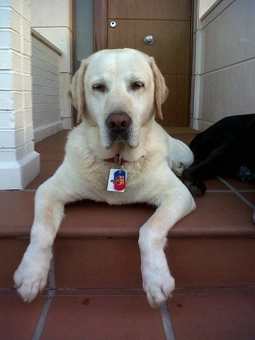 El Rivo, todo un veterano, 10 añitos pero en plena forma